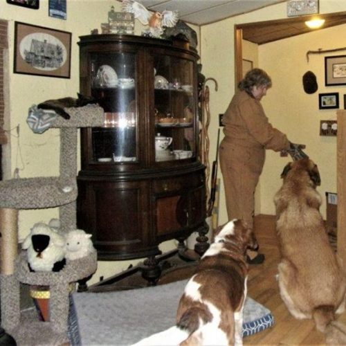 Lambing Season Image